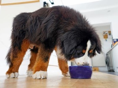 Grote hondenpuppy krijgt aangepaste voeding voor gezonde groei en ontwikkeling
