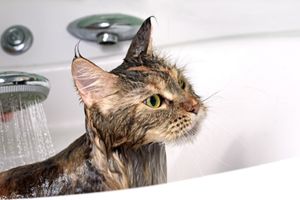 Noorse Boskat wordt gewassen in bad