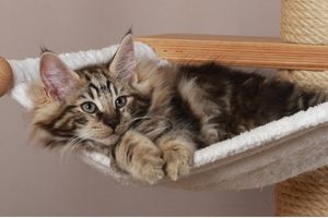 Noorse Boskat binnen aan het liggen op een krabpaal