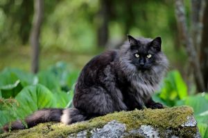 Noorse Boskat buiten in een bos aan het zitten