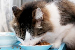 Noorse Boskat als volwassen kat aan het eten uit een blauw schaaltje