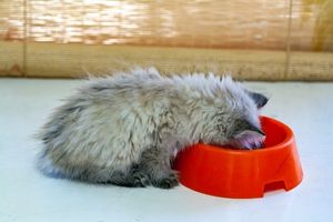 Noorse Boskat als kitten aan het eten uit een rood voederbakje