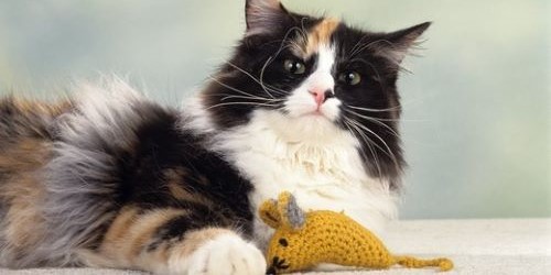 Noorse Boskat aan het spelen met een speelgoed muis