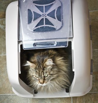 Noorse Boskat in een witte kattenbak