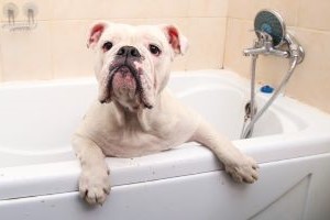 Engelse bulldog zit in bad en wacht rustig op zijn wasbeurt