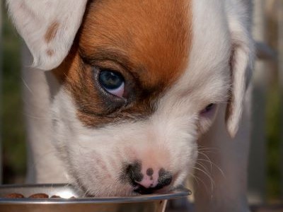 Engelse bulldog puppy eet brokjes uit voerbak