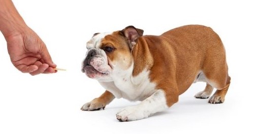 Engelse bulldog kijkt nieuwsgierig naar een gezonde hondensnack