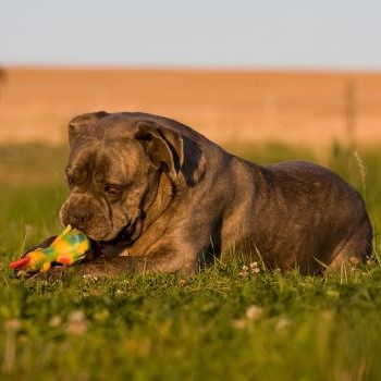 Hond van groot ras met speelgoed voor mentale uitdaging en vermaak