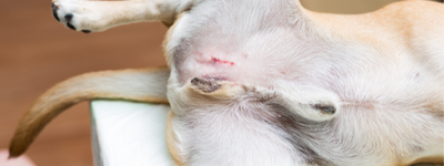 Gecastreerde hond net na operatie.