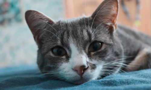 Chat gris alimentation mixte