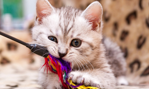 Jouets pour chatons