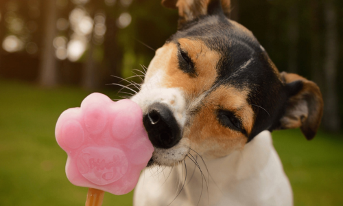 Chien lèche la glace du chien