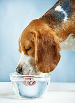 Ziekte van Cushing hond – oorzaken, symptomen, behandeling en voeding |Pharmapets Ziekte Van Cushing Hond – Oorzaken, Symptomen, Behandeling En Voeding |Pharmapets