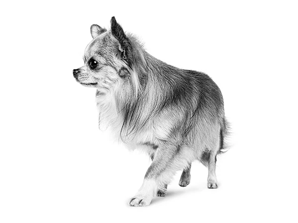 Royal Canin chihuahua