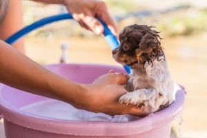 Chihuahua geniet van een wasbeurt in openlucht met de tuinslang in een badje
