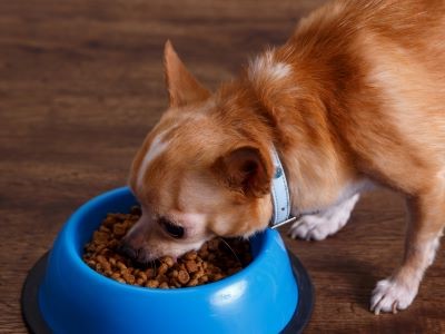 Volwassen chihuahua geniet van zijn lekkere hondenbrokjes met de juiste voedingswaarden