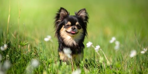 Gelukkige langharige chihuahua op wandel in het gras