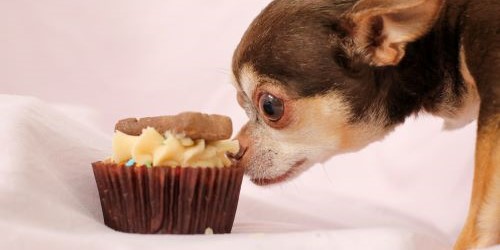 Chihuahua ruikt aan hondentaartje, gezonde snack voor kleine honden.