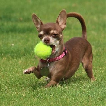 Chihuahua rent rond in het gras met een te grote tennisbal in zijn bek