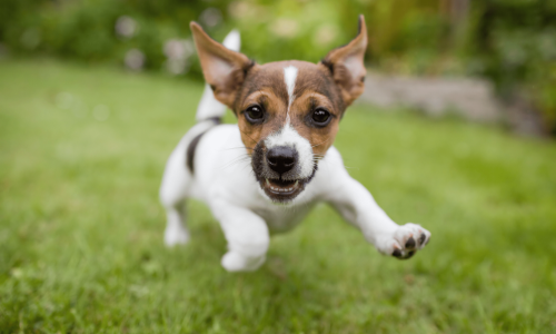 Jogging avec un chiot