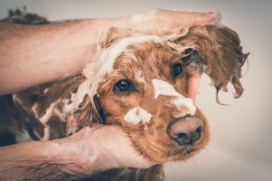 Cocker Spaniël wordt gewassen, verzorging van de vacht helpt huid en vacht gezond houden.