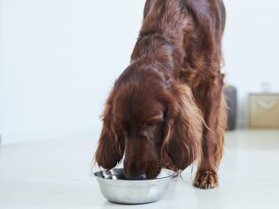 Volwassen Cocker Spaniël eet uit voerbak, voeding helpt gezond gewicht behouden.