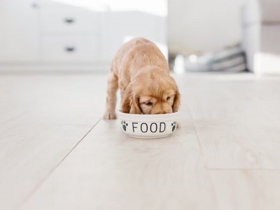 Cocker Spaniël puppy eet uit voerbak, speciale voeding voor gezonde groei.