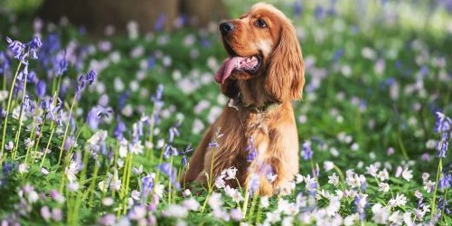 Jonge Cocker Spaniël zit in bloemenveld en toont zijn levendige, vriendelijke aard.