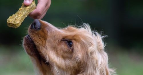 Jonge Cocker Spaniël snuffelt aan hondensnack, gezonde traktaties maken belonen verantwoord.