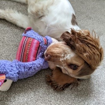 Cocker Spaniël ligt met knuffel in bek, speelgoed stimuleert spel en mentale uitdaging.