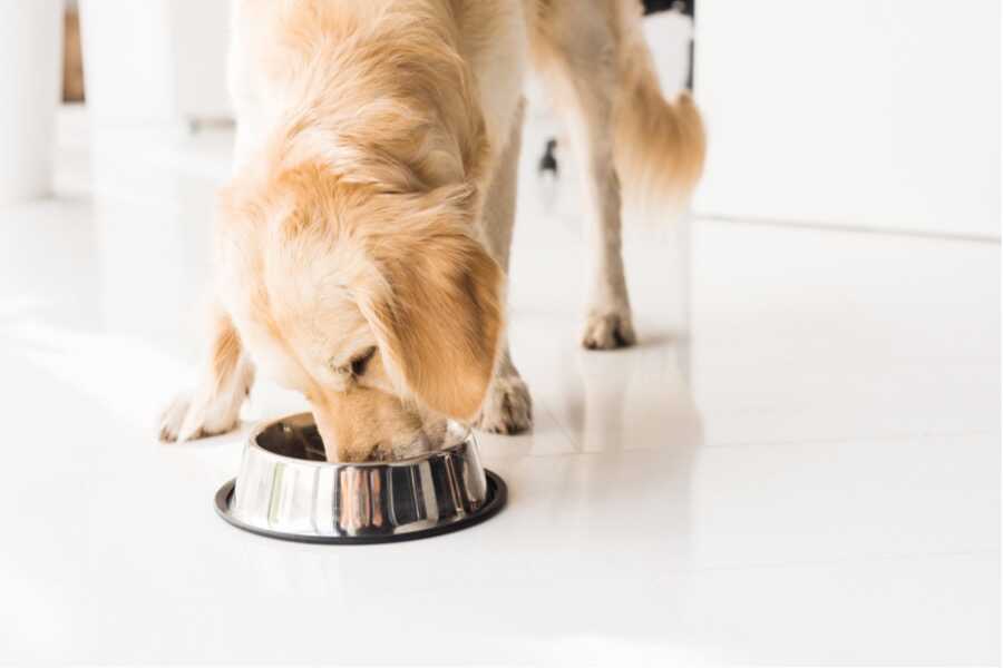 croquettes pour les articulations du chien croquettes pour les articulations du chien
