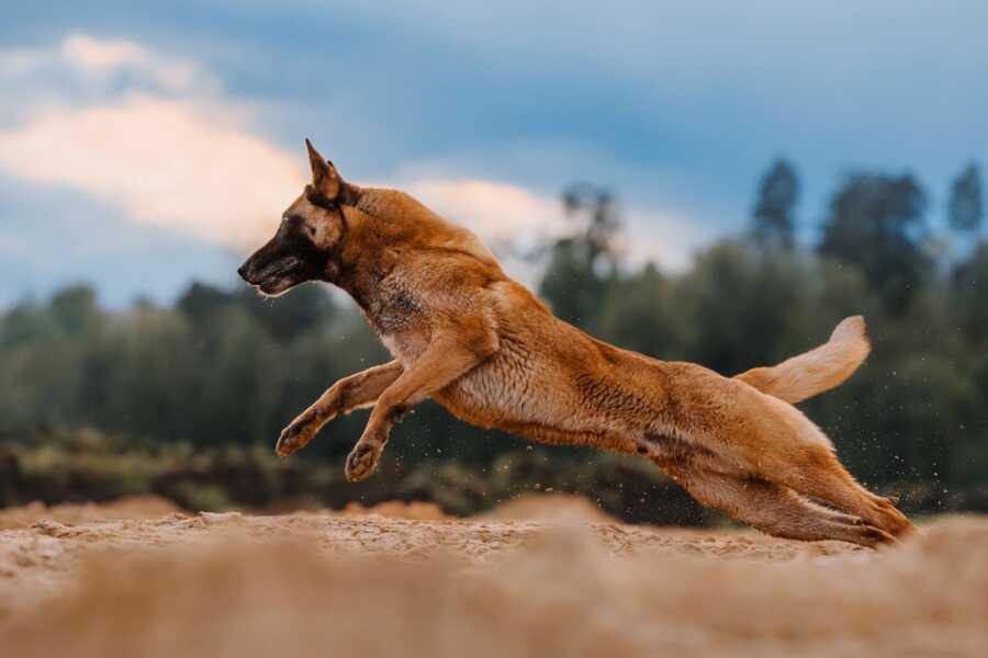 croquettes pour la mobilité du chien croquettes pour la mobilité du chien