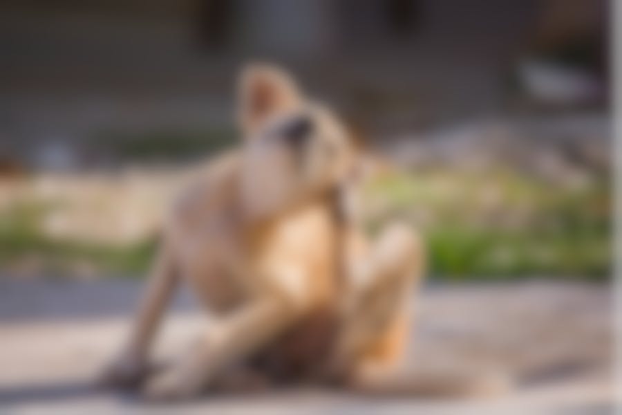 Croquettes Royal Canin allergies alimentaires chien Croquettes Royal Canin allergies alimentaires chien