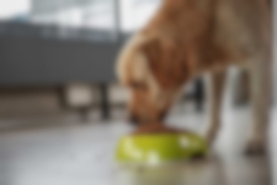 croquettes Specific pour chien adulte croquettes Specific pour chien adulte