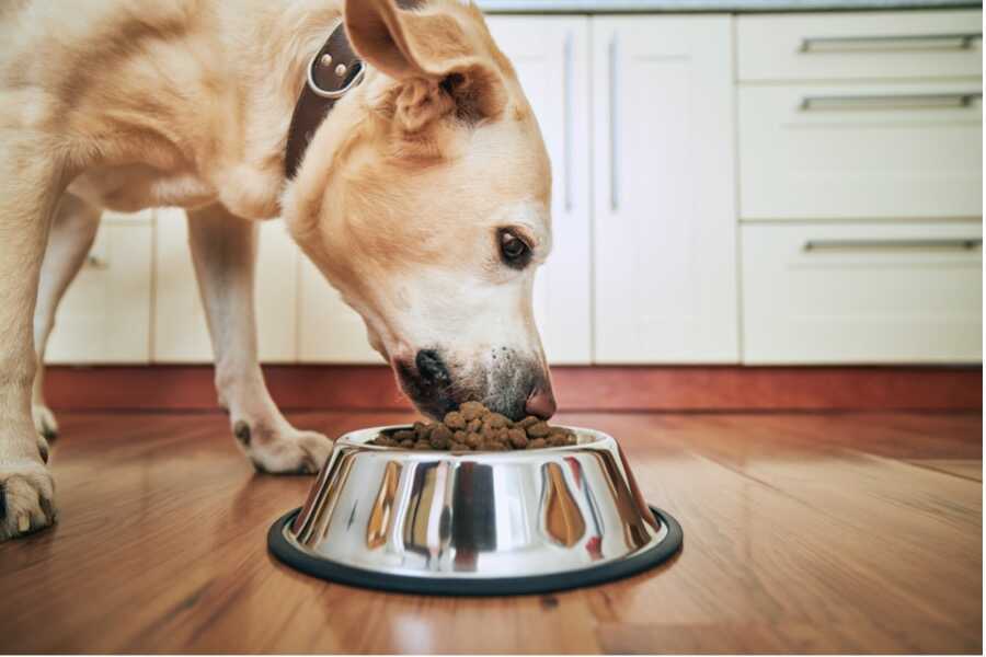 croquettes Royal Canin Gastro intestinal chien croquettes Royal Canin Gastro intestinal chien