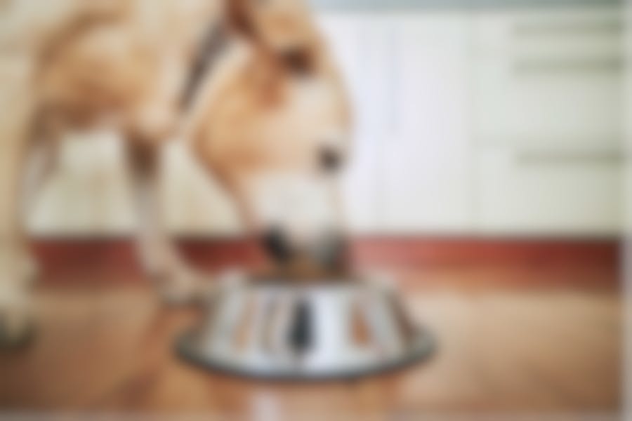 croquettes Royal Canin Gastro intestinal chien croquettes Royal Canin Gastro intestinal chien