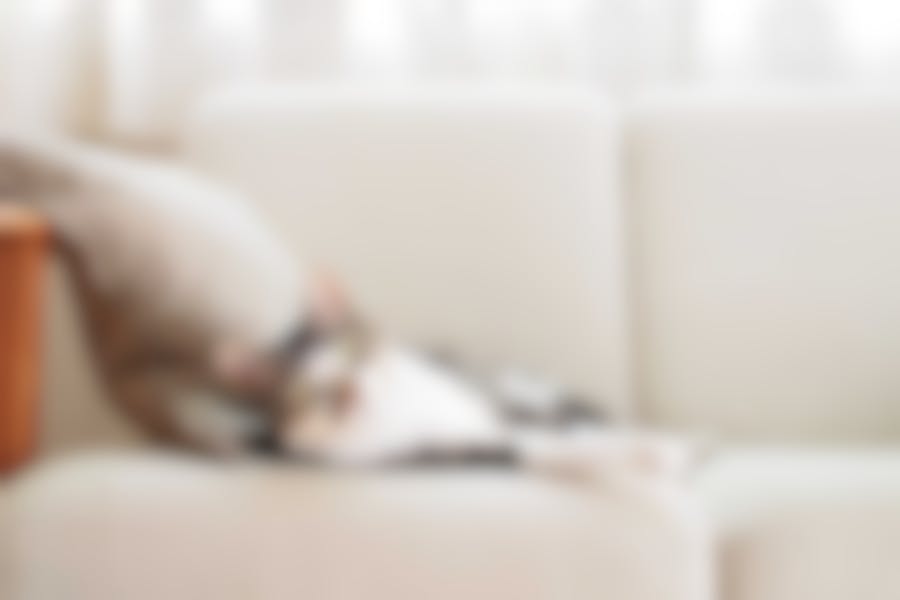 croquettes Royal Canin chat problèmes urinaires croquettes Royal Canin chat problèmes urinaires