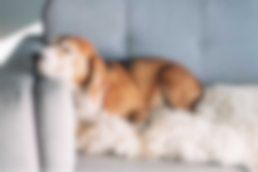croquettes Royal Canin pour chien avec problèmes digestifs