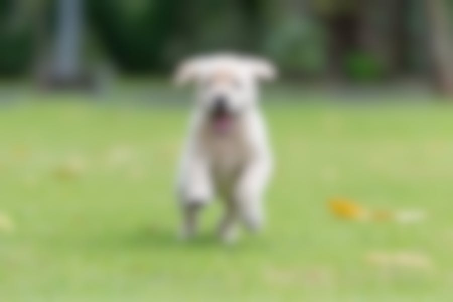 croquettes Virbac chien junior croquettes Virbac chien junior