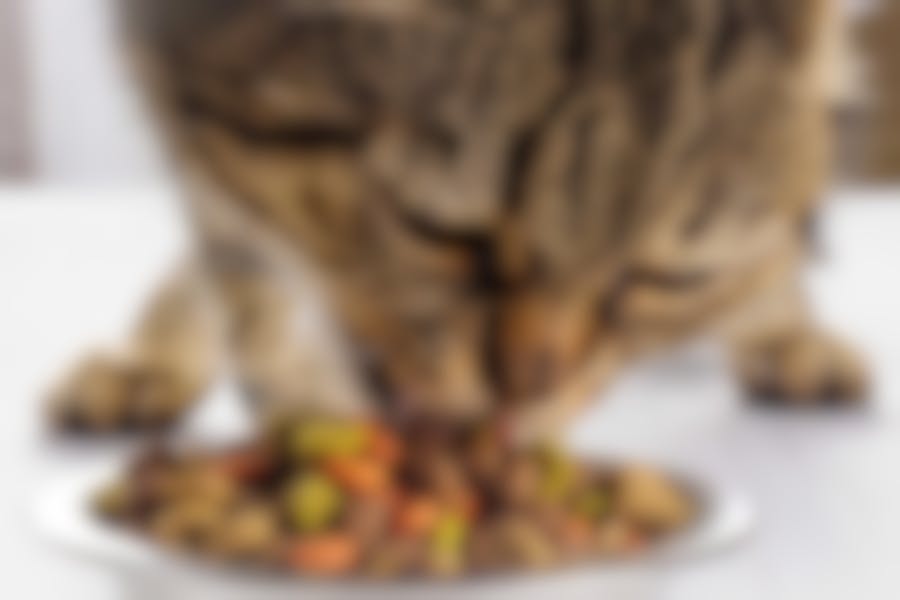 croquettes diététiques pour chat de Royal Canin
