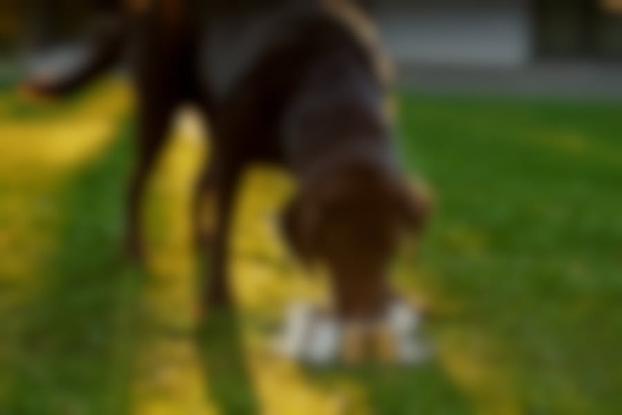 croquettes veterinary HPM Virbac chien taille moyenne croquettes veterinary HPM Virbac chien taille moyenne