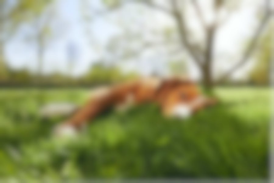 croquettes Virbac chien douleurs articulaires croquettes Virbac chien douleurs articulaires