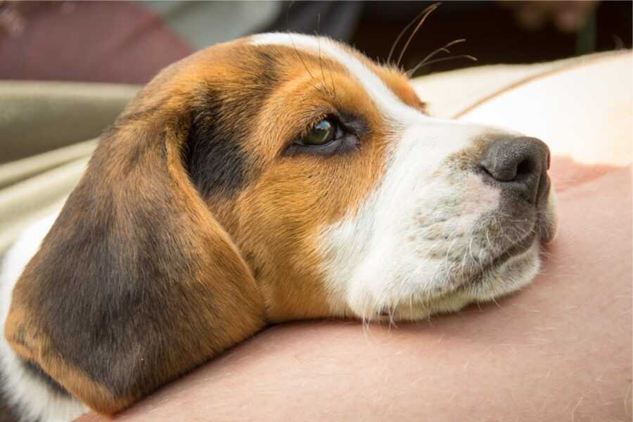 croquettes virbac chien moyen croquettes virbac chien moyen