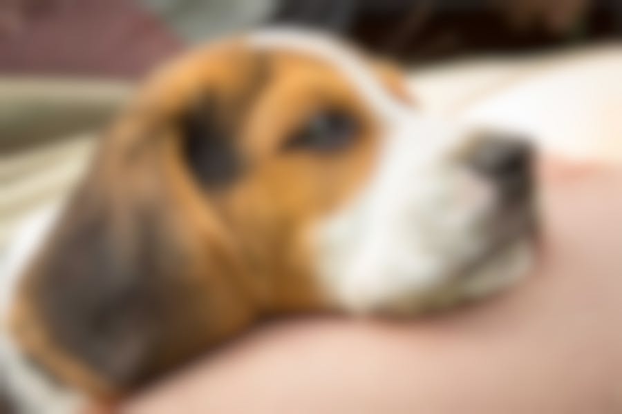 croquettes virbac chien moyen croquettes virbac chien moyen