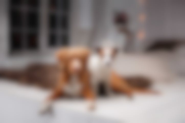 croquettes Virbac chien stérilisé croquettes Virbac chien stérilisé