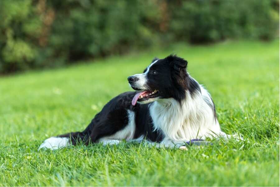 croquettes virbac pour la santé du chien croquettes virbac pour la santé du chien