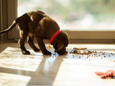 labrador als puppy die van korreltjes aan het eten is
