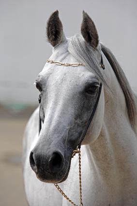 Wit paard dat dagelijks wordt verzorgd