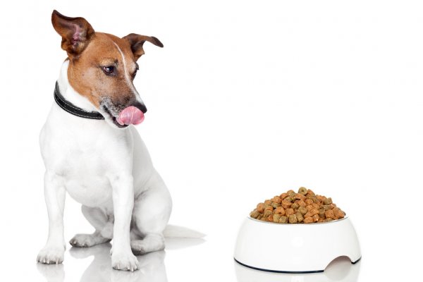hond met voedselallergie kijkt verlekkerd naar zijn bakje hondenvoer