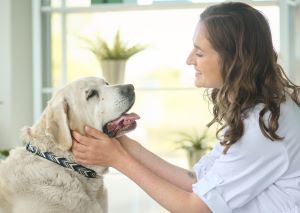 Dierenarts onderzoekt oudere golden retriever tijdens routinecontrole.